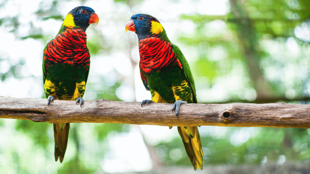 A Brief Introduction to Kuala Lumpur Bird Park