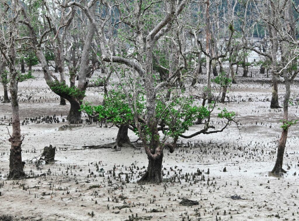 Day Trip to Bako National Park